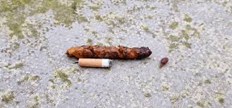 Image result for marten poop