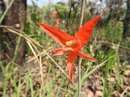 Image result for Gladiolus melleri