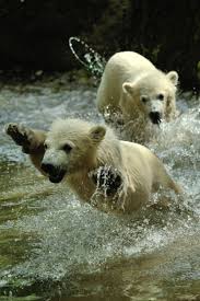 Plasmatics Having Water Fun Via More By Marc Haegeman Animals Beautiful Animals Wild Animal Planet