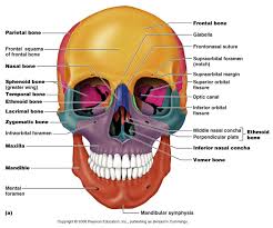 Human Anatomy Pearson Blank Skull Jennifer Brown Skull Anatomy Human Skull Anatomy Axial Skeleton