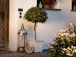 Each tree is planted in a prepared microsite. Bay Trees In Pots A Guide To Growing The English Garden