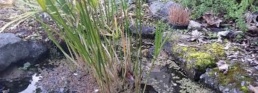 Help save endangered species by making a beautiful frog pond! Frog Bog And Pond Basics Sustainable Gardening Australia