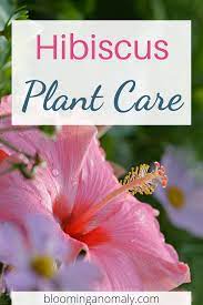 Hibiscus Plant Care Hibiscus Plant Plant Care Plants