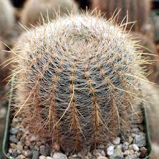 Image result for Cavacoa aurea