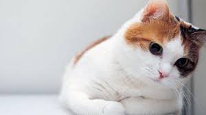 Pin By Stella Summers On Cats Cute Cat Wallpaper Funny Cat Wallpaper Cat Wallpaper