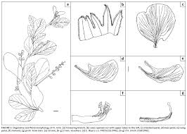 Image result for Neorautanenia