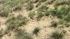 Image result for Diheteropogon filifolius