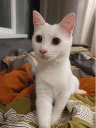 Guardians Of The Animals Luxembourg Asbl