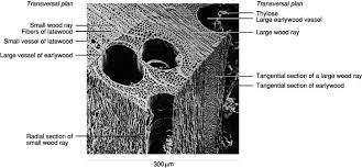 Cambium An Overview Sciencedirect Topics