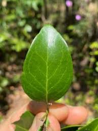 Image result for Pleurostylia