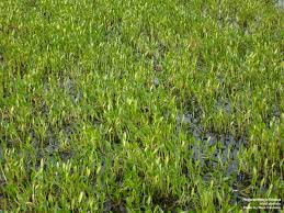 Image result for Heteranthera