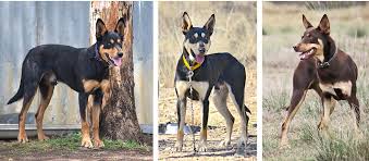 Kitchen equipment australian kelpie breeders. Karmala Australian Working Kelpie Stud