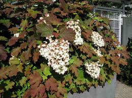Non l'hortensia n'est pas une plante de terre de bruyère ! Les Hydrangeas Arbustifs Arborescens Quercifolia Paniculata