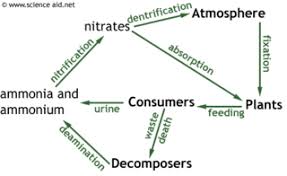 Nutrient Cycles Recycling In Ecosystems The Carbon And