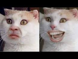 Try Not To Laugh Challenge Funny Cats And Dogs Try Not To Laugh Challenge Best Cats Videos Compilation 2017 Super Funny Cats Full Hd Movies Video Games Best Cat Gifs Cat Memes Driving Games