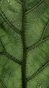 Looking for the best veins wallpaper? Page 5 Hd Vein Wallpapers Peakpx