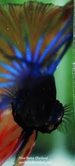 Nice Betta Thailand Betta Breeding Betta Fish Betta Fish