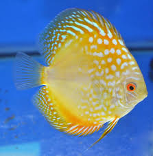 Image From Http Discususa Com Webroot Store2 Shops 837c2f23 61ea 4645 82f2 3b56290a54a4 539a Ef65 43ce 6f71 0284 0a48 Discus Fish Fresh Water Fish Tank Fish