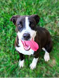 Bedford County Animal Control, TN