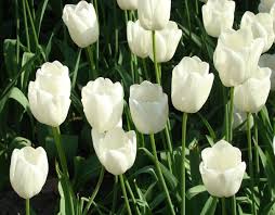 Maybe you would like to learn more about one of these? Arti Dan Makna Bunga Tulip Berdasarkan Warna Bibitbunga Com