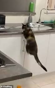Foiled! Cat Freaks Out After Owner Puts Tinfoil On His Kitchen Surfaces To  Stop It Jumping Up | Daily Mail Online