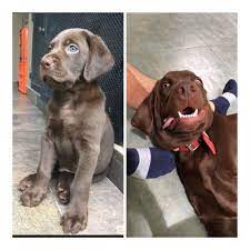 How My Dog S Eye Color Changed From Blue To Green In Only A Couple Of Months R Mildlyinteresting