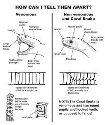 How To Tell Poisonous Snakes From Non Poisonous Ones Earthly Mission In 2020 Snake Venom Poisonous Snakes Snake