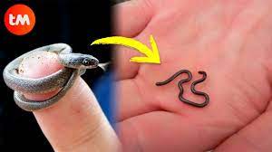 Maybe you would like to learn more about one of these? The Smallest Snakes In The World Youtube