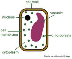 Check spelling or type a new query. 21 Plant Biology Ideas Plant Science Biology Homeschool Science