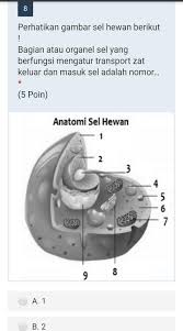 Maybe you would like to learn more about one of these? Perhatikan Gambar Sel Hewan Berikut Bagian Atau Organel Sel Yang Berfungsi Mengatur Transport Zat Brainly Co Id