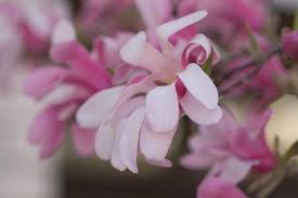 Spring flowering trees in oregon. 27 Flowering Trees For Year Round Color Hgtv