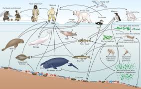 Marine Life World Ocean Review