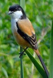 Последние твиты от cerita dewasa gambar hot terlengkap (@dindarahmala). Burung Pentet Pleci Saya Yang Gagah Home Facebook