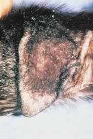 Image result for scabies dog ear