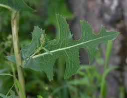 Image result for Lactuca imbricata