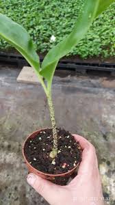 Image result for Scadoxus puniceus