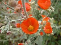Cut last year's stems back to ground level. Desert Globemallow Sphaeralcea Ambigua