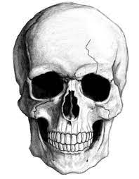 i drew this today skull drawing skulls drawing skull sketch