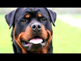 Rottweiler Kopek Havlama Sesi Youtube