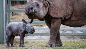 Dubbo zoo של ‪taronga western plains zoo‬. Dubbo Remembers Taronga Western Plains Zoo S Little Prince Rajah Photos Video Narooma News Narooma Nsw