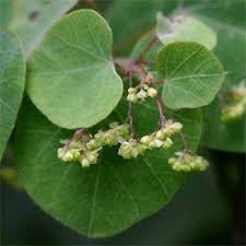 Image result for Cissampelos torulosa