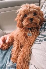 We would like to show you a description here but the site won't allow us. 38 Free Puppies For Adoption Ideas In 2021 Free Puppies For Adoption Free Puppies Puppies