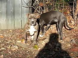 We are a family of pet lovers, breeding puppies as a hobby raising them in our living room Ukc Blue Nose Pitbull Puppy For Sale In Syracuse New York Classified Americanlisted Com