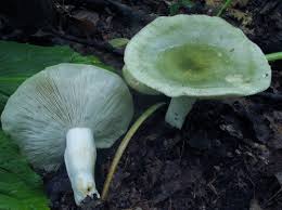 Image result for Russula variata