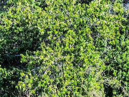 Image result for Synadenium cupulare