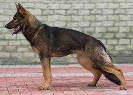 Quality upstate breeders dedicated to providing happy and healthy puppies to families throughout ny, nj, ma and vt. Sable German Shepherd Puppies For Sale Near Me Cheap Buy Online