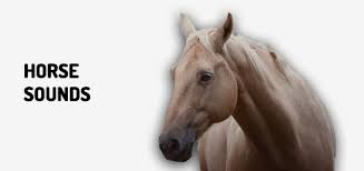 Sign up for a free trial today. Horse Sounds Free Download Mp3 Orange Free Sounds