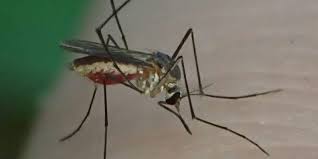 Wood termite and pest control. Mosquito Control Fuquay Varina Nc Nc Pest Control