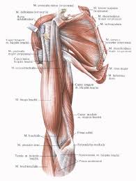 Pin Di Anatomy