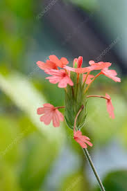 Image result for Crossandra nilotica